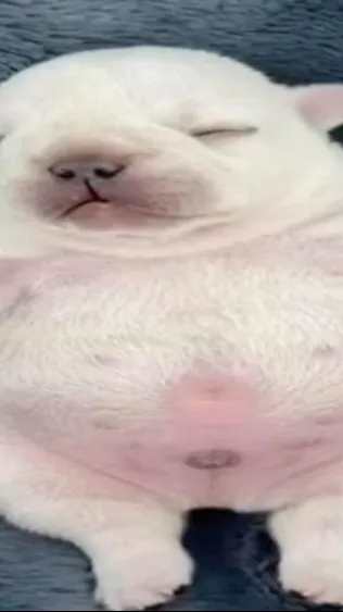 ai character: pibble background