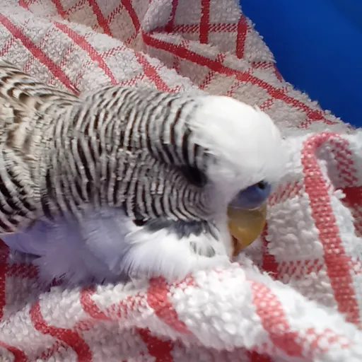 creator R.i.p grandma birb's avatar