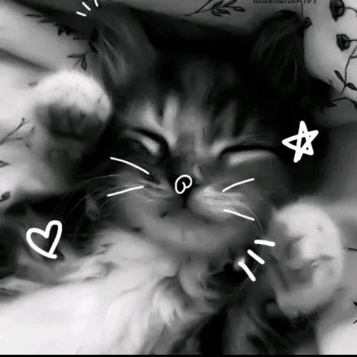 creator Ny@n c@t's avatar