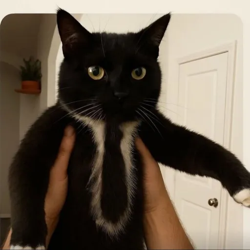 creator Mr manager cat's avatar