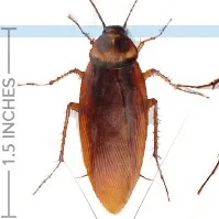 creator cockroach231015's avatar