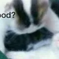 chat with ai character: imma try to cure u