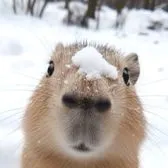 creator team capivara's avatar