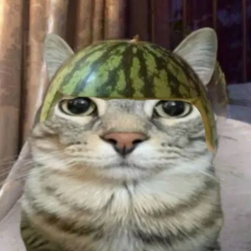 creator gato serio guerra's avatar