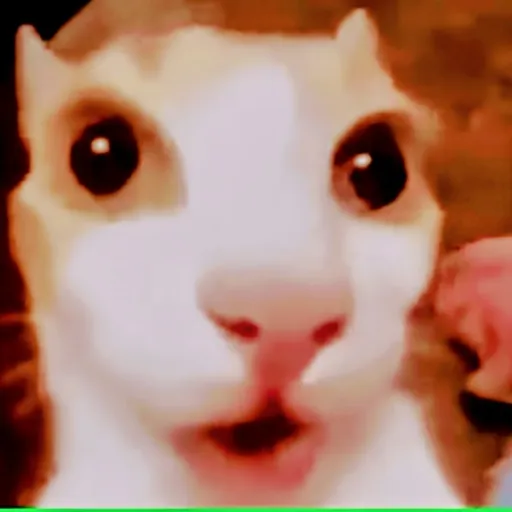 creator red kitty's avatar