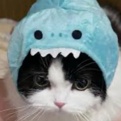 creator shark.cat's avatar