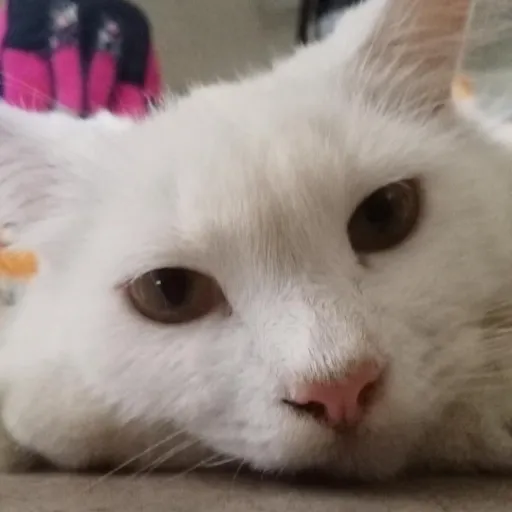 creator Casper the cat🎀's avatar