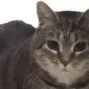 chat with ai character: you are eaten?
