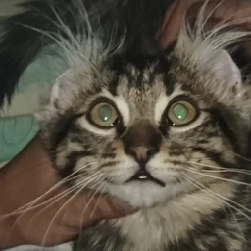 creator shanikcita xddd's avatar