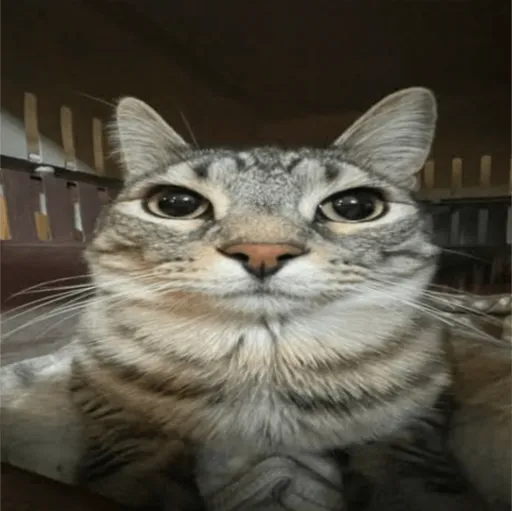 creator MATTHEW_FN🇧🇪⚽'s avatar