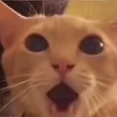 creator sh0ul's avatar