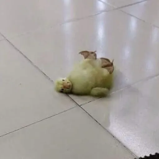 creator this duck is dead's avatar