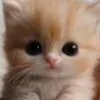 creator Graylykitten14's avatar