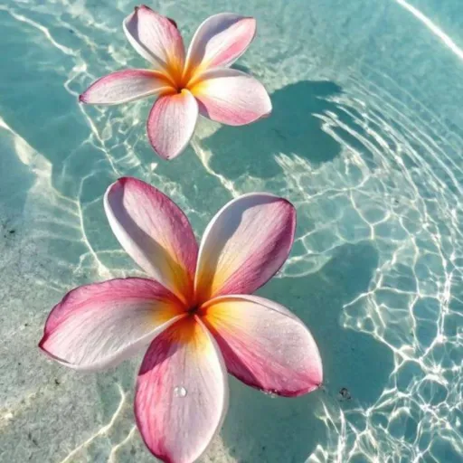 creator 💗°•°liv°•°💗's avatar