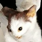 creator randomz ¶∆¶'s avatar