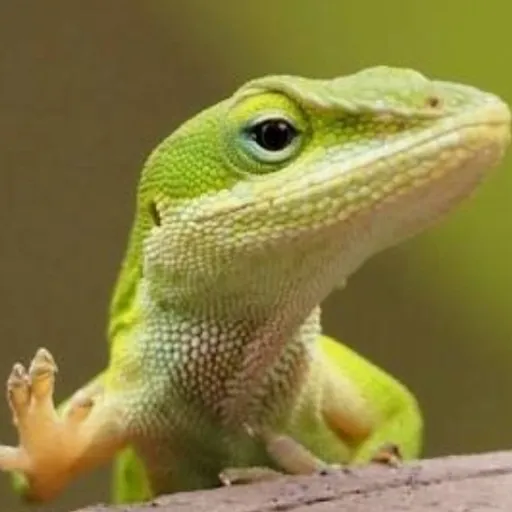 creator green anole lizard's avatar