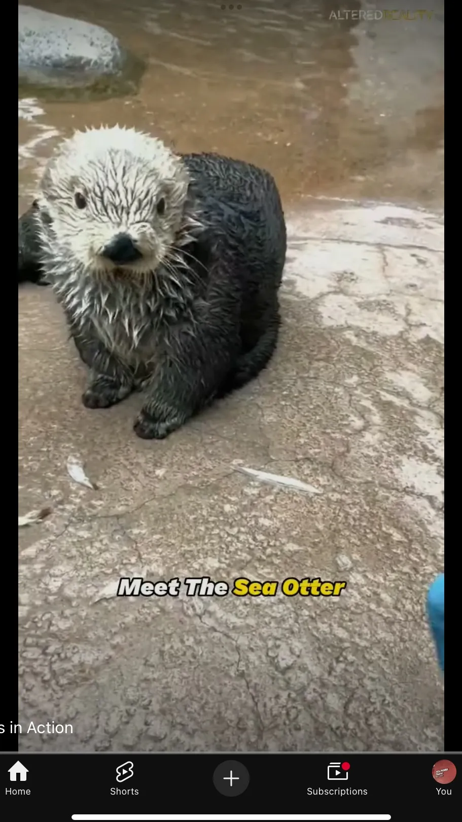 ai character: 𝕆𝕥𝕥𝕚𝕔𝕚𝕒 background