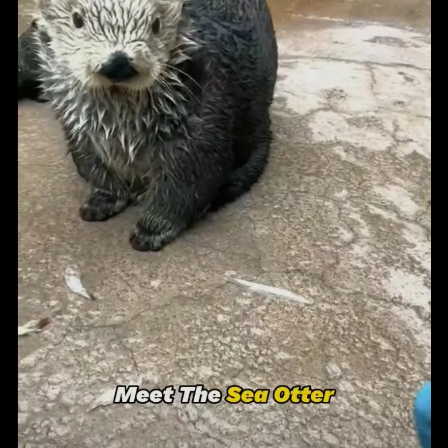 chat with ai character: 𝕆𝕥𝕥𝕚𝕔𝕚𝕒