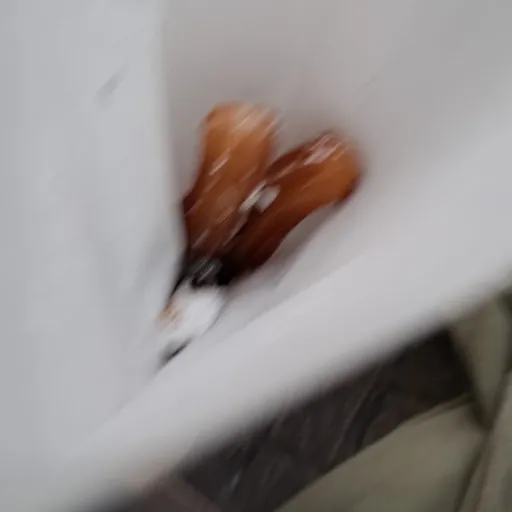 creator your Roach's avatar