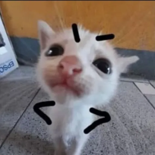 creator Amo los gatitos 😍's avatar