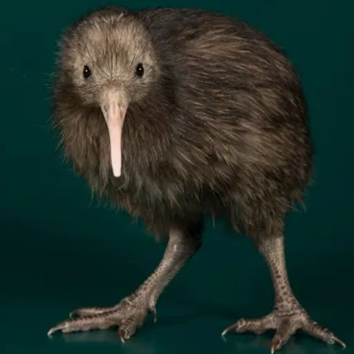 creator @im a kiwi's avatar