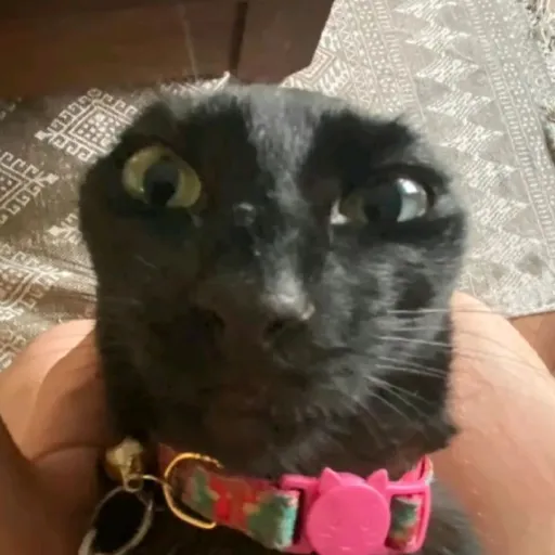 creator elpepe292's avatar