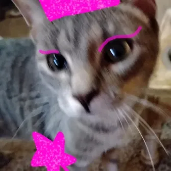 creator Smokey the kitty's avatar