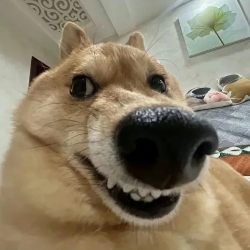 creator WONK's avatar