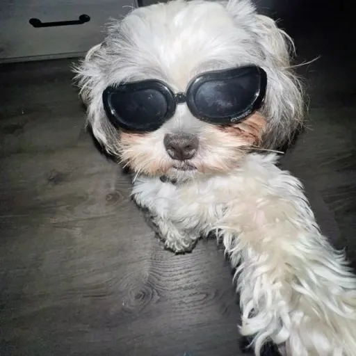 creator idk <:'s avatar