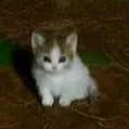 comment user avatar