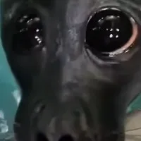 creator julizhasopa's avatar