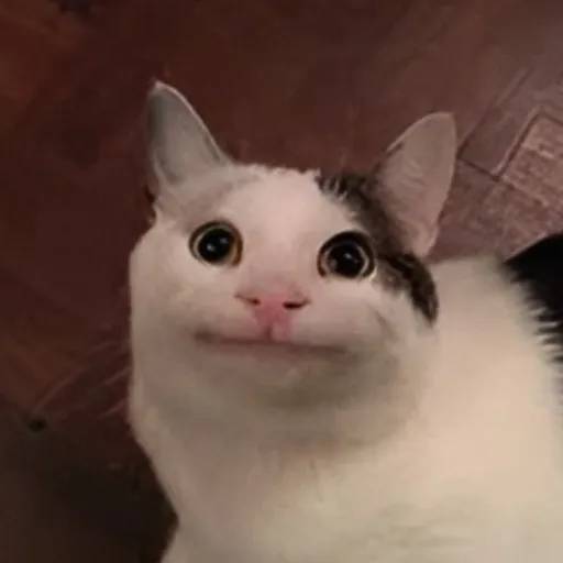 creator beluga🧊's avatar