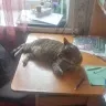 creator Димоникул's avatar