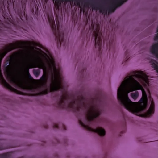 creator Sasha Epifanova's avatar