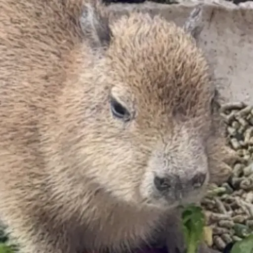 creator 🍊 capybara Eva🍊's avatar