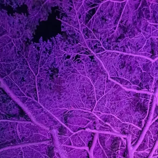 creator ≈Neon_night_lights's avatar