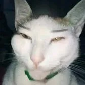 creator Talkior-pSq0SH4U's avatar