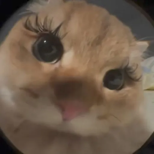 creator omar mansour's avatar