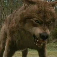 creator Direwolf8756's avatar