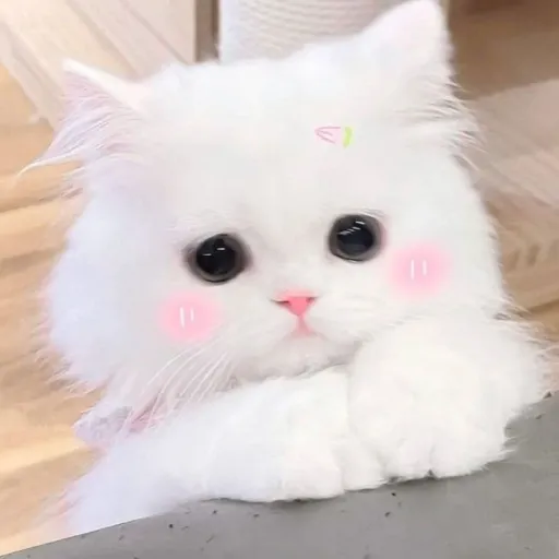 creator プリンセス・マエ's avatar