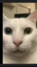 ai character: Scary cat background