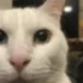 chat with ai character: Scary cat