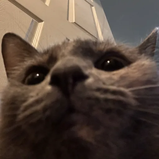 creator π₯ π€ >:3's avatar