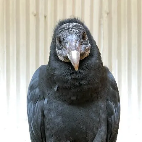 creator birds rp's avatar