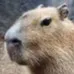 creator Sam_Cappy's avatar