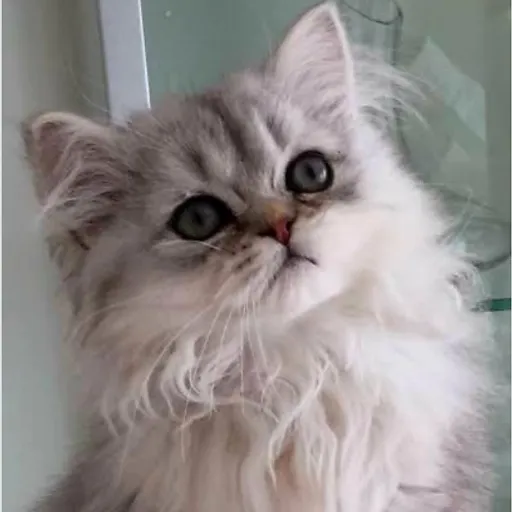 creator Orkan Güney's avatar