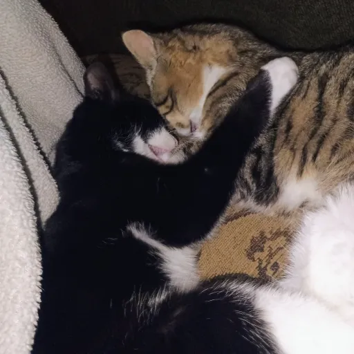 creator Zoomie •-•'s avatar