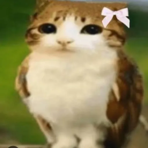 creator ○●~meowl 🦉🐱~●○'s avatar