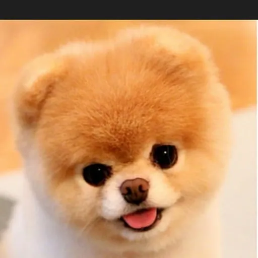 creator dog♡fan's avatar