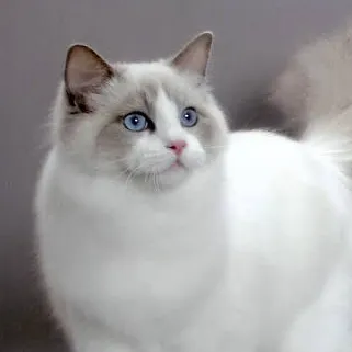 creator Jack catbone's avatar